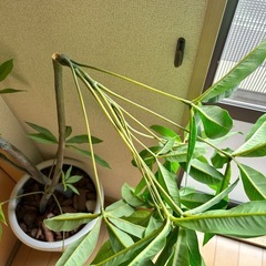 観葉植物　パキラ（フェイク）の画像