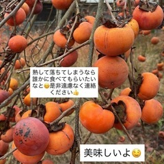 みかん　柿　　取り放題の画像