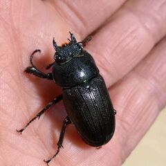 【人気種 国産ノコ最大種】アマミノコギリクワガタ ペア販売③ 2025の画像