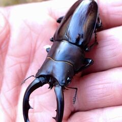 【人気種 国産ノコ最大種】アマミノコギリクワガタ ペア販売③ 2025の画像