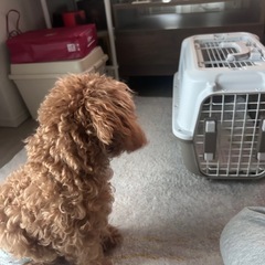 ペット　クレート Sサイズの画像