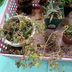 多肉植物☆おまとめの画像
