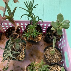 多肉植物☆おまとめの画像