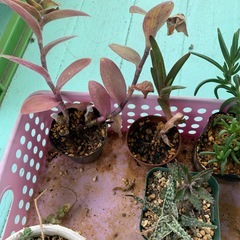 多肉植物☆おまとめの画像