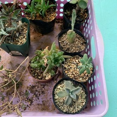 多肉植物☆おまとめの画像