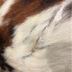 大塚家具ハラコスツールオットマン10万の画像