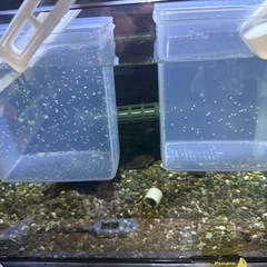 エメラルドグリーンコリドラス50〜100匹以内位。の画像