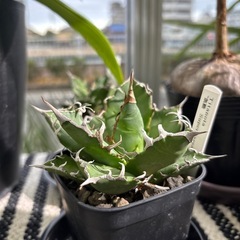 アガベ チタノタ スーパーシーザーの画像