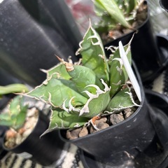 アガベ チタノタ スーパーシーザーの画像