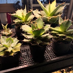 タグ落ちアガベオテロイ、チタノタ無料！ 
引取の方のみの画像