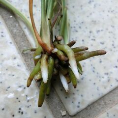 （2）【無料】オリヅルランの画像