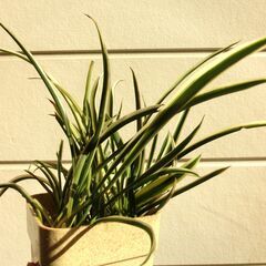 （2）【無料】オリヅルランの画像