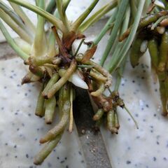 （2）【無料】オリヅルランの画像