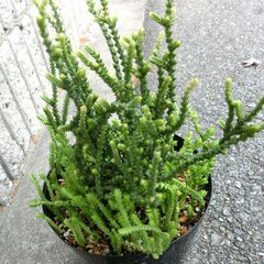 （3）【無料】クラッスラ　若緑　鉢植え　多肉植物の画像