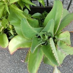 （4）【無料】巨大子宝草、五色唐辛子、花胡椒、トラディスカンチア、多肉植物の画像