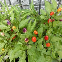 （4）【無料】巨大子宝草、五色唐辛子、花胡椒、トラディスカンチア、多肉植物の画像