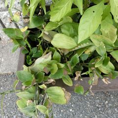 （4）【無料】巨大子宝草、五色唐辛子、花胡椒、トラディスカンチア、多肉植物の画像