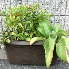 （4）【無料】巨大子宝草、五色唐辛子、花胡椒、トラディスカンチア、多肉植物の画像