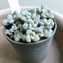 （5）【無料】　グラプトペタルム　だるま秋麗　鉢植え　多肉植物の画像