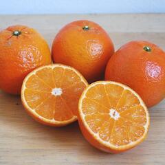 栃木でココだけ！奄美大島産「たんかん」直売所　予約受付中！