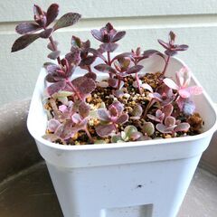 （6）【無料】カランコエ　不死鳥錦　鉢植え　多肉植物の画像