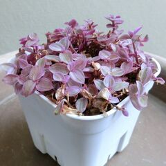 （7）【無料】カリシアロザート　鉢植え　多肉植物の画像