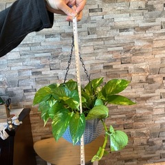 観葉植物　ポトス　吊り鉢込みの画像