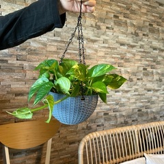 観葉植物　ポトス　吊り鉢込みの画像