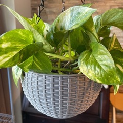 観葉植物　ポトス　吊り鉢込みの画像
