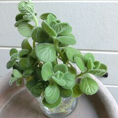 （8）【無料】アロマティカス　水栽培中　ハーブ系多肉植物の画像