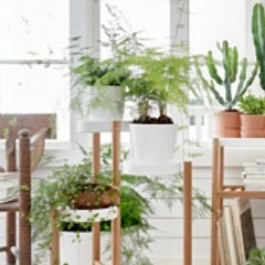 観葉植物の置き台。IKEAイケアSATSUMASプラントスタンド, 竹, ホワイト。の画像