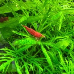 極火エビ　レッドチェリーシュリンプ　1匹 100円〜の画像