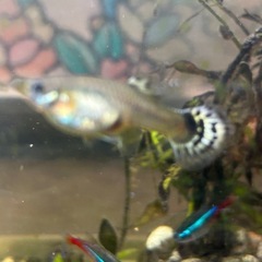 お取引中 mixグッピー雌　5匹の画像