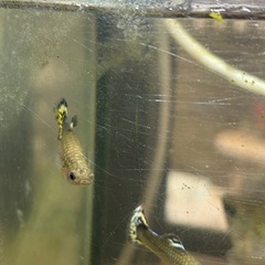 お取引中 mixグッピー雌　5匹の画像