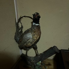 キジ　置物の画像