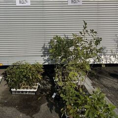 期間延長！大特価！苗木を販売いたします！※お越しいただける方限定の画像