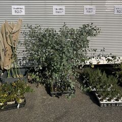 期間延長！大特価！苗木を販売いたします！※お越しいただける方限定の画像