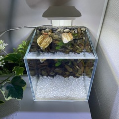 15cmキューブ水槽　中古　ライトの画像