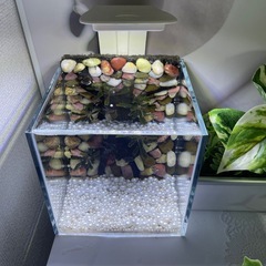 15cmキューブ水槽　水槽　ライト　中古　ベタの画像