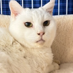 スリごろMAX！ふわもこシニア女子、しろちゃん♡