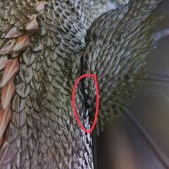 東宝大怪獣シリーズ キングギドラ (2001) 激闘カラーVer.の画像