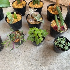 お話中！⓷植物🪴13点セットの画像