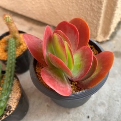 お話中！⓷植物🪴13点セットの画像