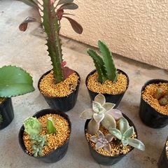 お話中！⓷植物🪴13点セットの画像