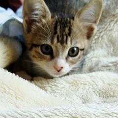 家族にして頂ける方、よろしくお願いします。レオンの里親が見…