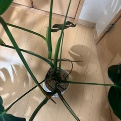 モンステラ　デリシオーサ　2株　の画像