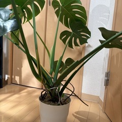 モンステラ　デリシオーサ　2株　の画像