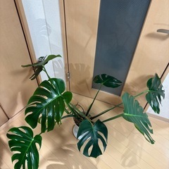 モンステラ　デリシオーサ　2株　の画像