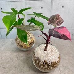 フィロデンドロン2点セット｜ピンク×グリーン｜ガラス鉢仕立ての画像
