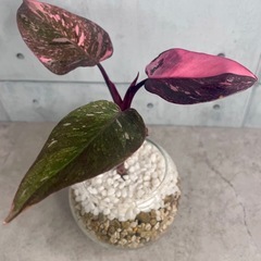 フィロデンドロン2点セット｜ピンク×グリーン｜ガラス鉢仕立ての画像